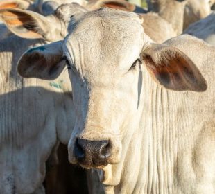 União Europeia endurece regras e carne brasileira enfrenta novo desafio no mercado internacional