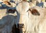 União Europeia endurece regras e carne brasileira enfrenta novo desafio no mercado internacional