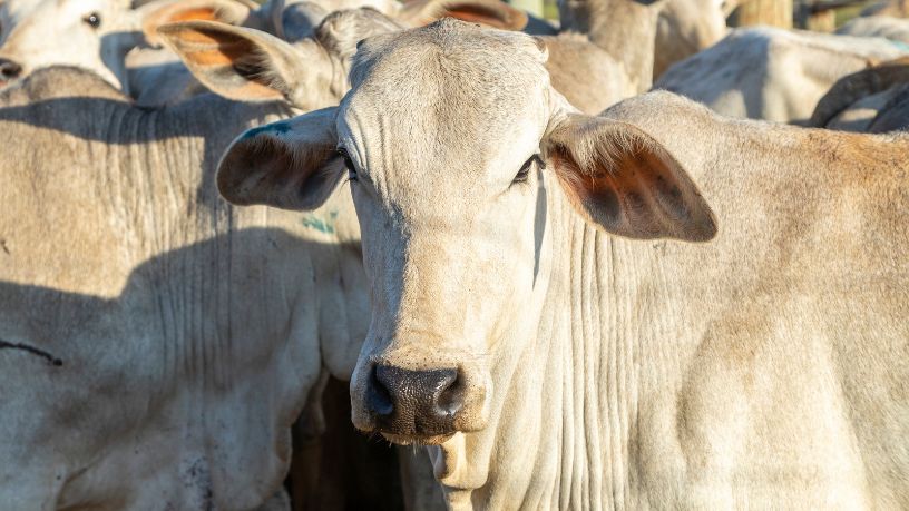 União Europeia endurece regras e carne brasileira enfrenta novo desafio no mercado internacional