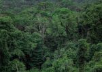 Vista aérea da copa densa e verde da floresta amazônica.