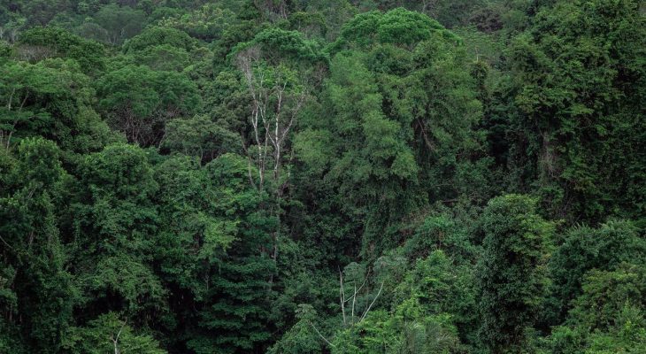 Vista aérea da copa densa e verde da floresta amazônica.