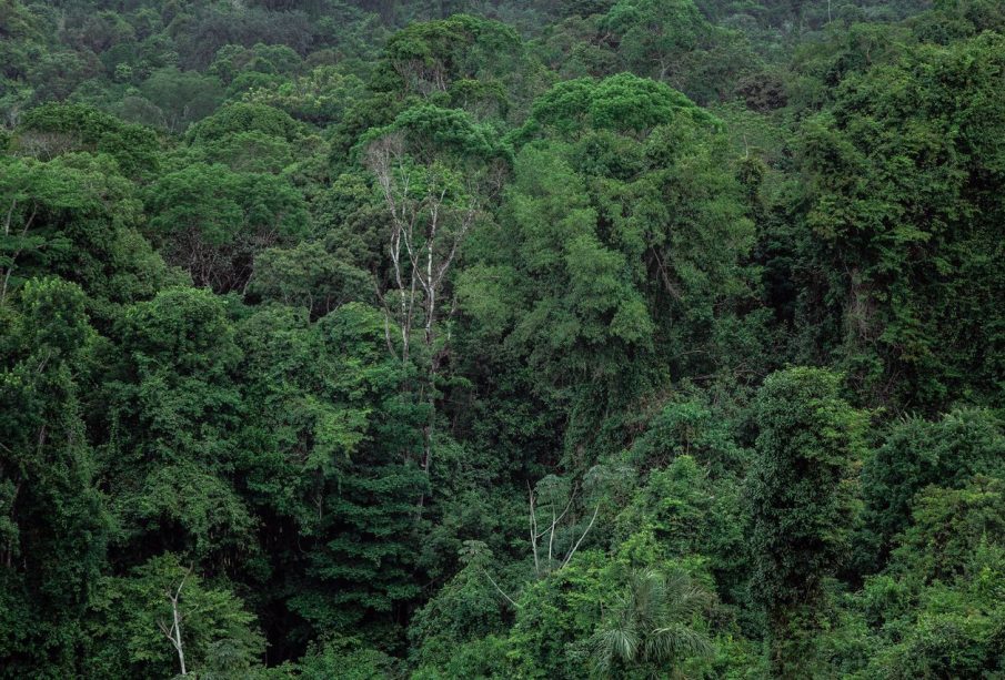 Vista aérea da copa densa e verde da floresta amazônica.