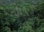 Vista aérea da copa densa e verde da floresta amazônica.